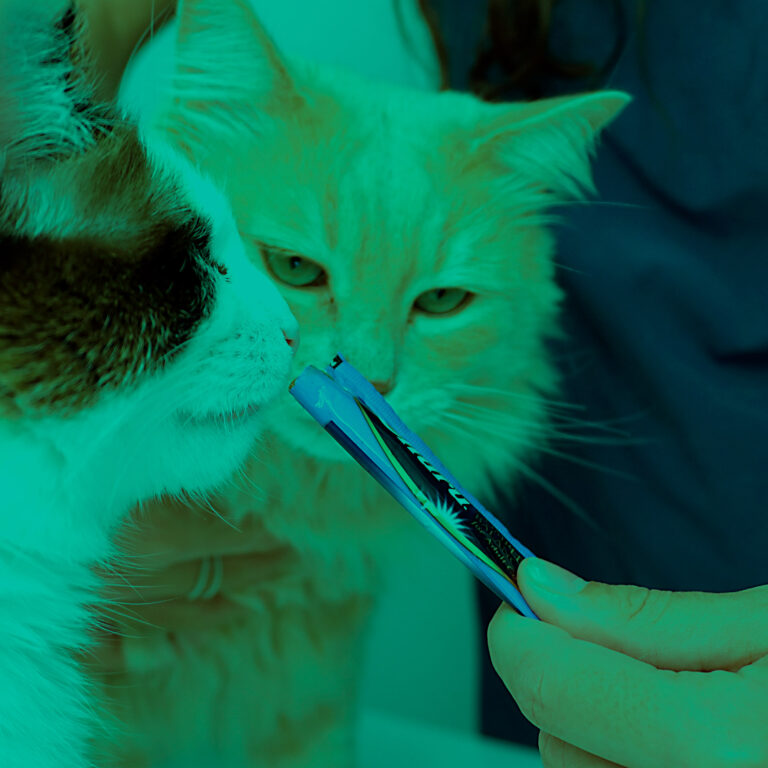 KatuVet Medicina Felina Bilbao Servicios Segunda Opinión