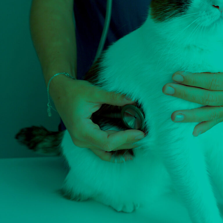 KatuVet Medicina Felina Bilbao Servicios Cardiología